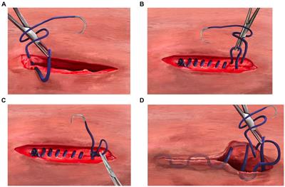 A randomized trial to compare smooth monofilament suture vs. barbed suture using the three-layer continuous closure technique in canine ovariohysterectomy in a high-quality high-volume spay/neuter clinic